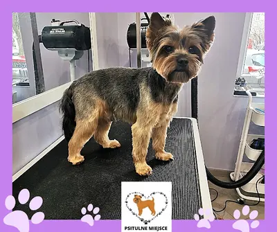 PSITULNE MIEJSCE salon pielęgnacji zwierząt